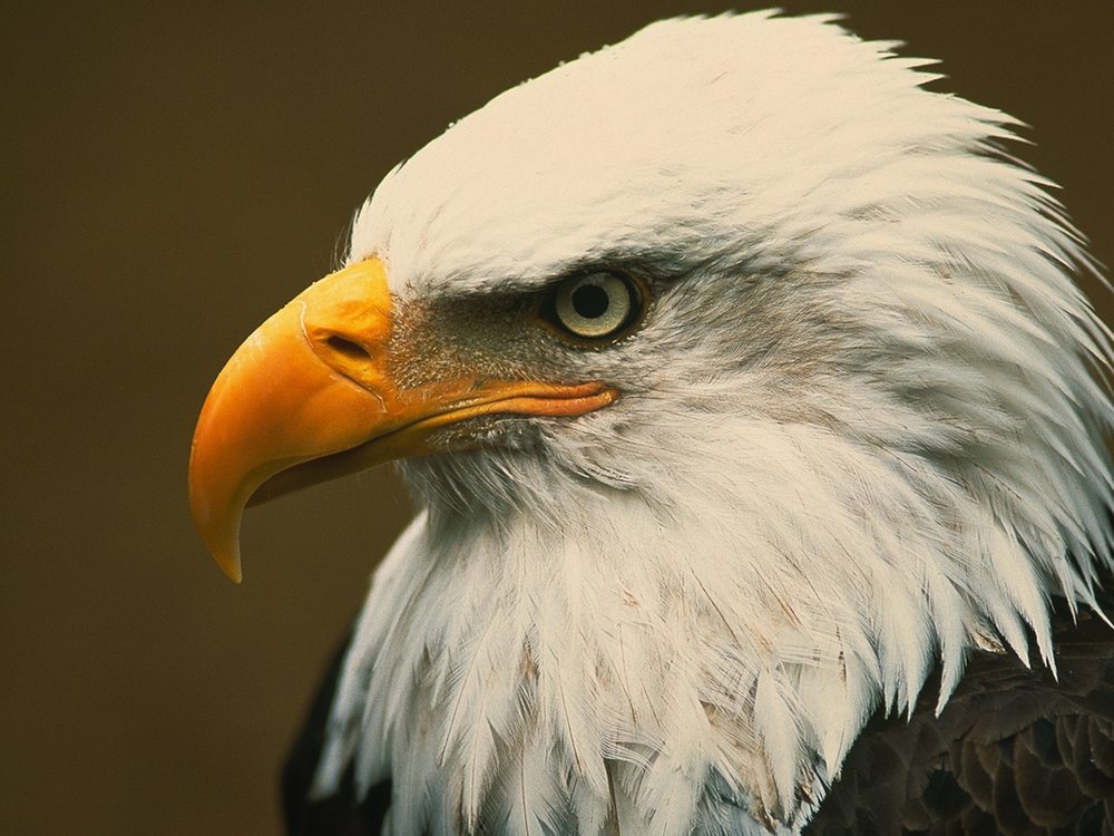 Eagle Extra